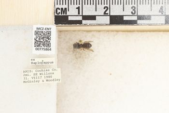 Media type: image;   Entomology 775864 Aspect: Labels